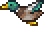 flying duck